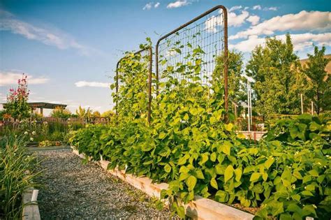 How Do Green Beans Grow? (In Gardens, Pots, Vines, Trees, Greenhouse ...