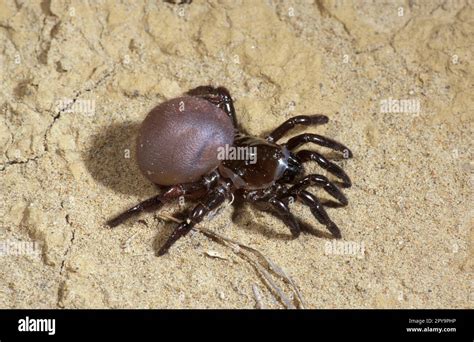 Trap door spider Stock Photo - Alamy