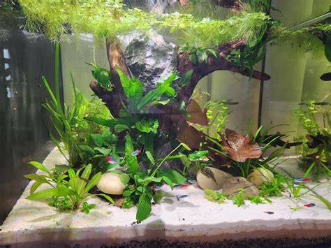 Need... more... plants (before and after) : r/PlantedTank