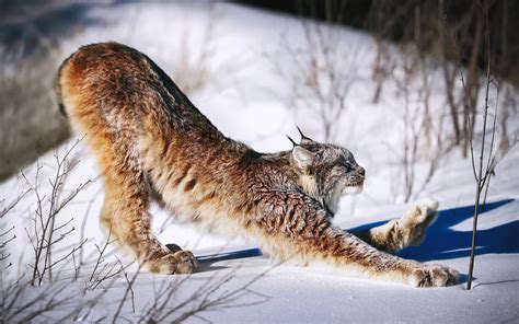 Canada lynx, Lynx, Snow, Paws, HD Wallpaper | Rare Gallery