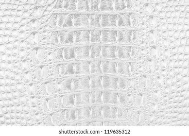 16,620 White Crocodile Skin Texture Images, Stock Photos & Vectors | Shutterstock