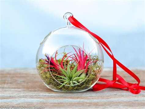 Air Plant Terrariums - Air Plant Design Studio