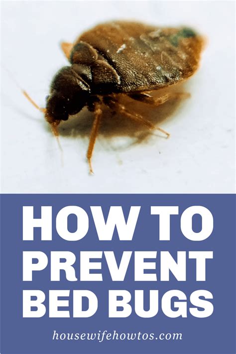 How To Prevent Bed Bugs - Simple Steps To Protect Your Family