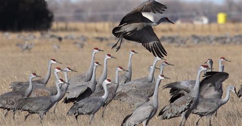 Prairie Rim Images: Sandhill Cranes along Nebraska's Platte River