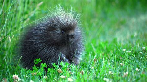 Ask.com Woodland Creatures, Woodland Animals, Baby Porcupine, Baby Animals, Cute Animals, Cute ...