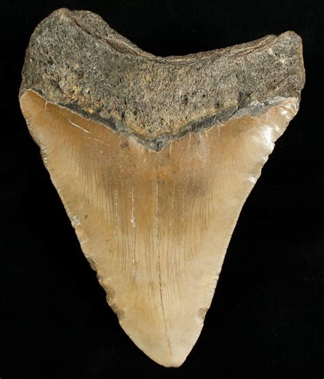 Huge 5.42" Megalodon Shark Tooth For Sale (#6651) - FossilEra.com