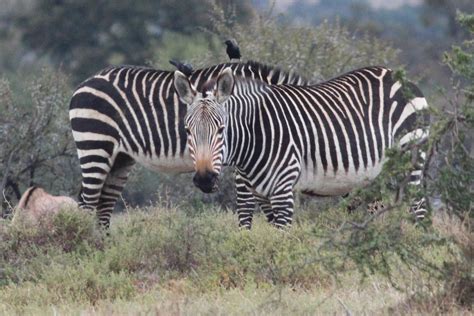 Equus zebra zebra (Cape Mountain Zebra) – Mountain Zebra National Park