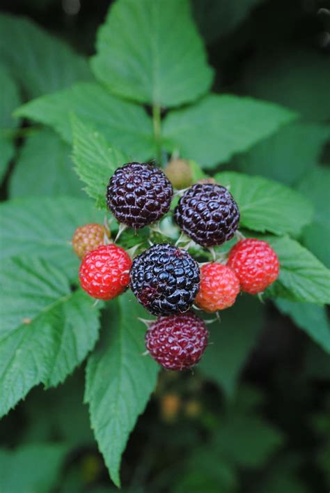 Fruit Trees - Home Gardening Apple, Cherry, Pear, Plum: Indian Blackberry Fruit Tree