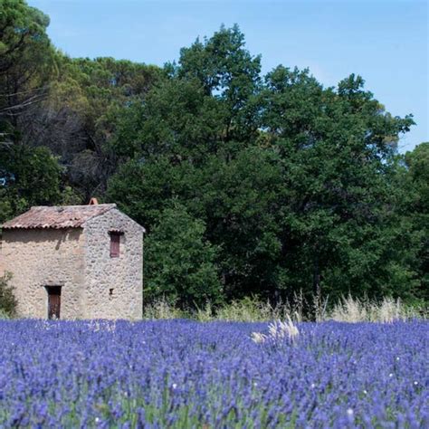 Excursions : lavender fields around Aix-en-Provence │ Office de Tourisme