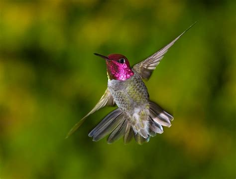 PURPLE SAGE ORIGINALS: Hummingbird Fever