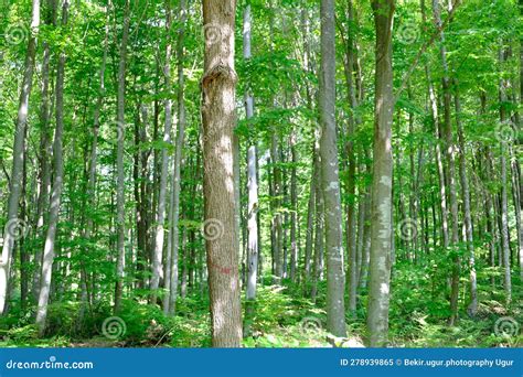 Forest stock image. Image of casting, scenic, landscape - 278939865