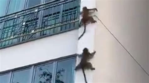 These monkeys climb down wall like a professional | Amazing But True - Times of India ...