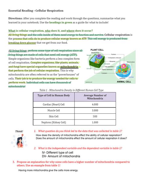 Essential Reading - Cell Respiration 2023 | PDF | Cellular Respiration | Breathing