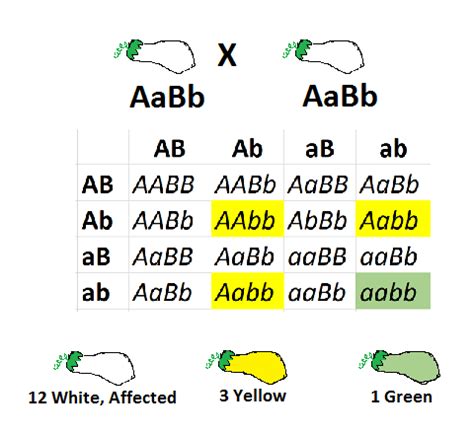 Fruit colour in squash is an example ofrecessive epistasisdominant epistasiscomplementary ...