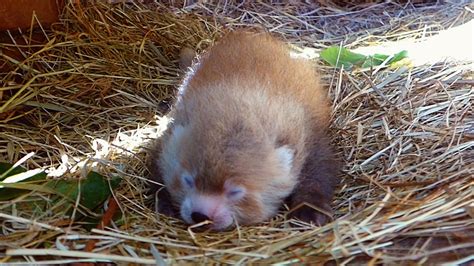 Rare Red Panda Born at Dutch Zoo – Free Press of Jacksonville