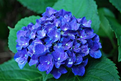 Blauwe Hortensia Bloem · Gratis foto op Pixabay