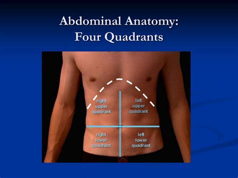 Abdominal Quadrants Diagram Organs