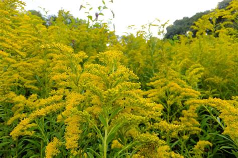 In Praise of Goldenrod | Nurture Nature Center