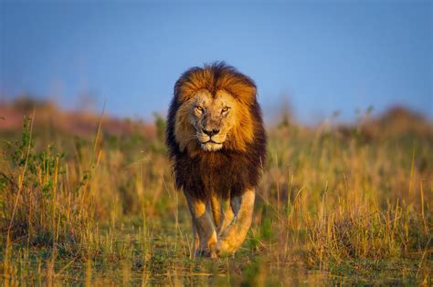 animals, Wildlife, Lion, Nature Wallpapers HD / Desktop and Mobile ...