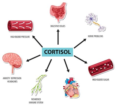 Hormona cortisol con diagrama de síntomas comunes | Vector Gratis