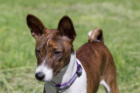 Basenji Colors: 4 Standard Colors + Combinations & Markings