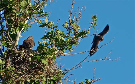 Swainson's Hawk Watch: Male Hawk Flys to Nest and leaves Again