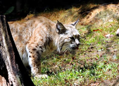 West Virginia State Wildlife Center Is The Best Wildlife Park In West Virginia