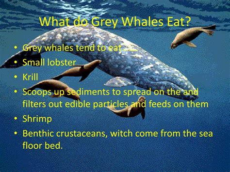 PPT - Grey Whales PowerPoint Presentation, free download - ID:2585106