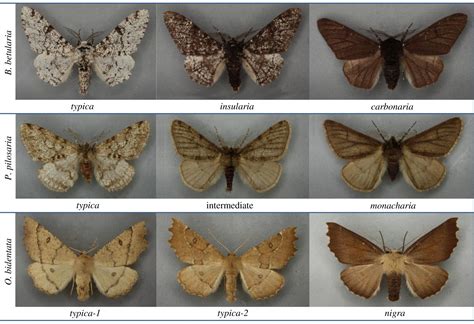 Did Moths Across Britain Evolve Darker Colors Due To Industrial Revolution Pollution? | IFLScience