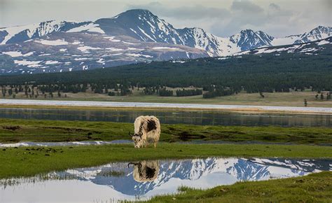 10 Reasons to visit Mongolian Altai Mountains