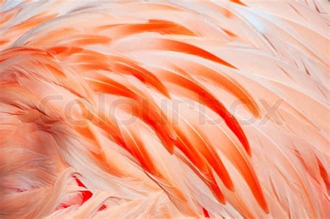 Texture of pink flamingo feathers | Stock Photo | Colourbox