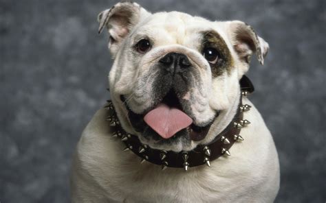 Cute Bulldog Wallpaper - WallpaperSafari