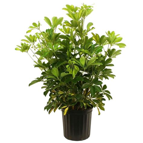 Delray Plants Schefflera Capella Bush in 8-3/4 in. Pot-10CAP - The Home Depot