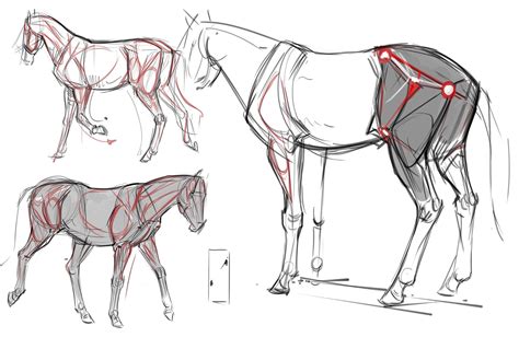 Jonathan Kuo | Animal drawings, Anatomy art, Horse drawings