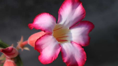 How to Plant, Grow and Care for Desert Rose (Adenium Obesum)