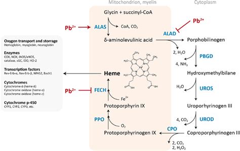 Mammalian heme synthesis pathway and the effect of lead (Pb 2+ )... | Download Scientific Diagram