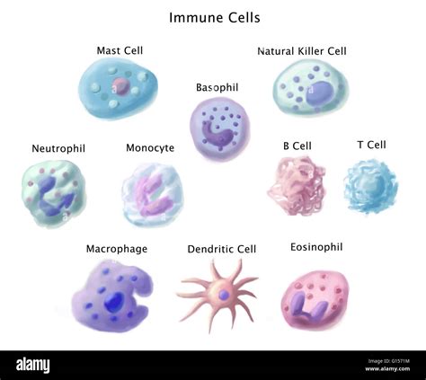 Mast Cell Staining