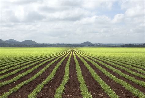 Monoculture vs polyculture - Good Energies Alliance Ireland