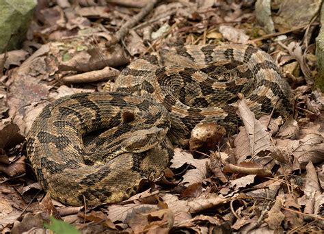 Crotalus Horridus, Timber Rattlesnake, Canebrake, North Carolina ...