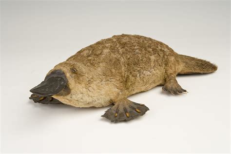 Platypus venom | UCL Researchers in Museums