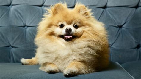 30 Best Dog Names For Perfect Pomeranians [PICTURES] - DogTime