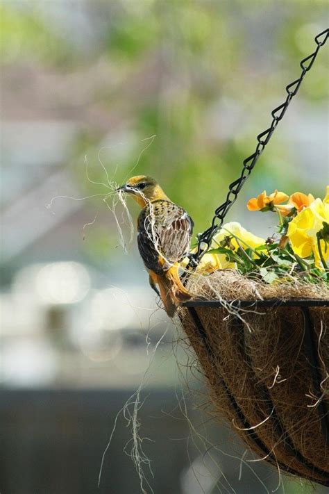 Oriole Gathering Nesting Material - Birds and Blooms