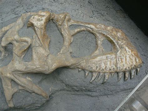 Crâne d'un Tarbosaurus bataar, Muséum national d'histoire naturelle, Paris. Dinosauria ...