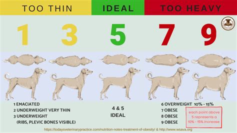 How Can Obesity Be Treated In Dogs