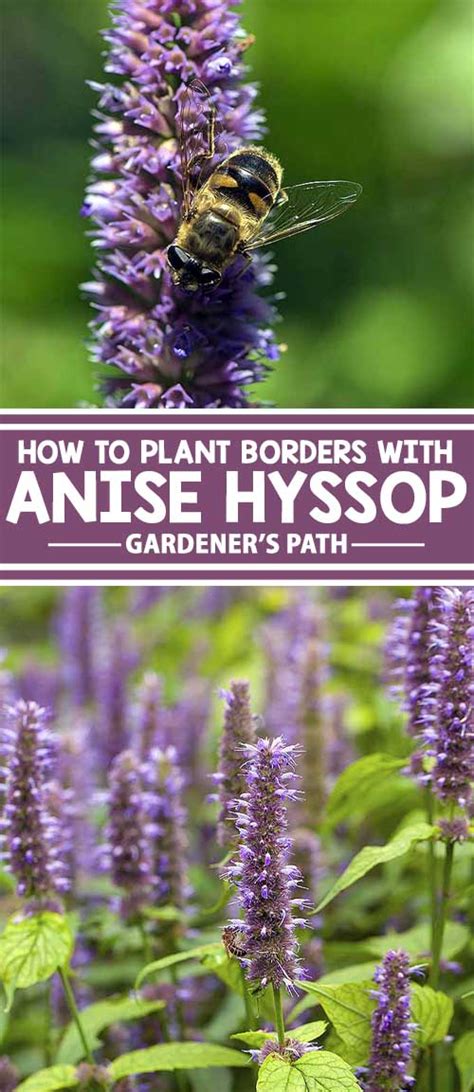 How to Grow and Care for Anise Hyssop Flowers | Gardener's Path