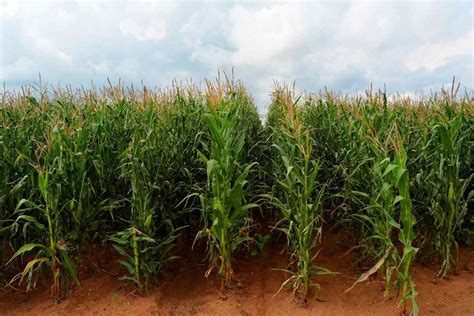 Organic Maize Farming, Cultivation Practices (Corn) | Agri Farming