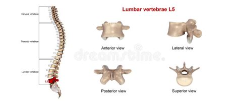 Lumbar vertebrae L5 stock illustration. Illustration of spine - 78412487