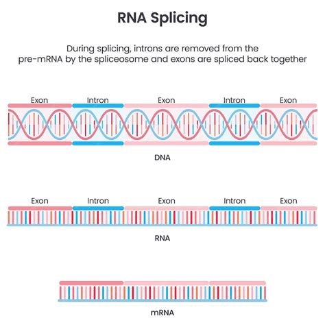 Premium Vector | Formation of mature mrna through splicing scientific ...