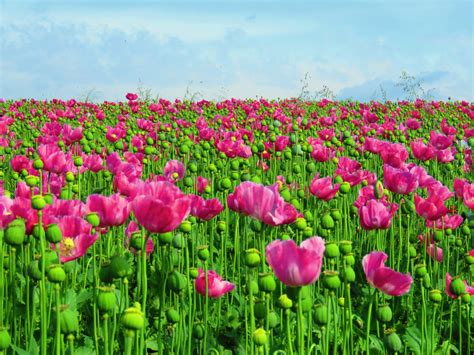 Free Images : grass, meadow, petal, tulip, flora, poppy flower, flowering plant, field of ...