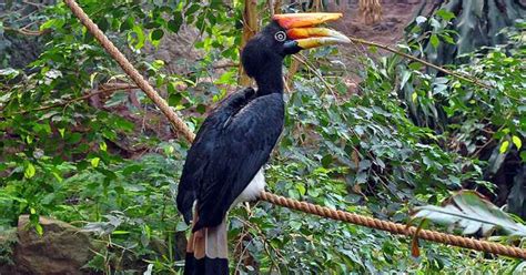 Burung Enggang yang Nyaris Punah, Perwujudan Dewa dan Nenek Moyang Suku ...